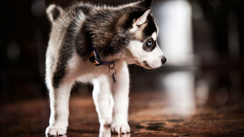 full, looking, canine, no people, sled dog, puppy, pomsky, domestic animals, 1080P, one animal, siberian husky, hd, pets, close-up, standing