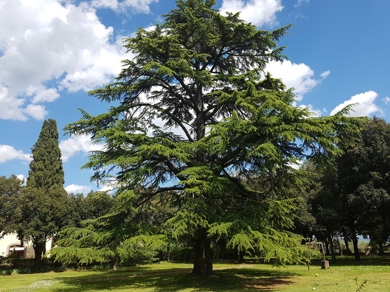 cedrus, growth, sky, huge, day, palm tree, land, cloud - sky, tropical climate, beauty in nature, grown, ancient, green color, sunlight, park - man made space