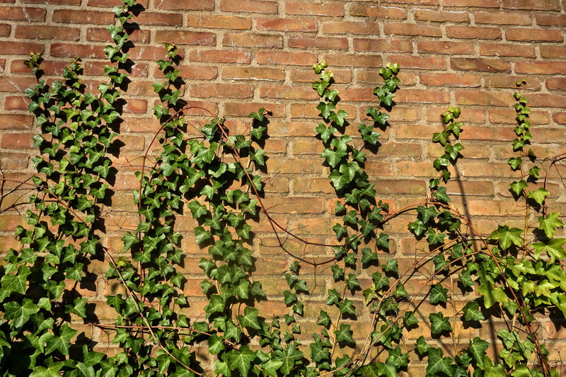 ivy, sunlight, plant part, ivy grown, full frame, building exterior, brick wall, vine, growth, nature, creeper, 5K, creeper plant, ivy covered, day, built structure