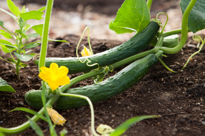 freshness, springtime, gardening, organic, vegetable garden, healthy eating, growth, vine, flower, cucumber, food, 5K, two, no people, dirt, agriculture