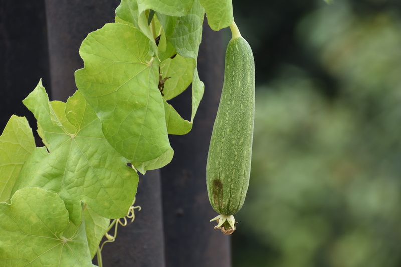 gourd, focus on foreground, 5K, vegetable, plant, leaf vein, growth, plant part, beauty in nature, food, vulnerability, green color, sunlight, tree, close-up