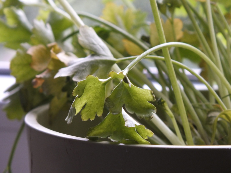 old, cookbook, nature, food and drink, plant, fresh, table, tasty, noodles, food, vegetable, parsley, beauty in nature, herb, focus on foreground, eat