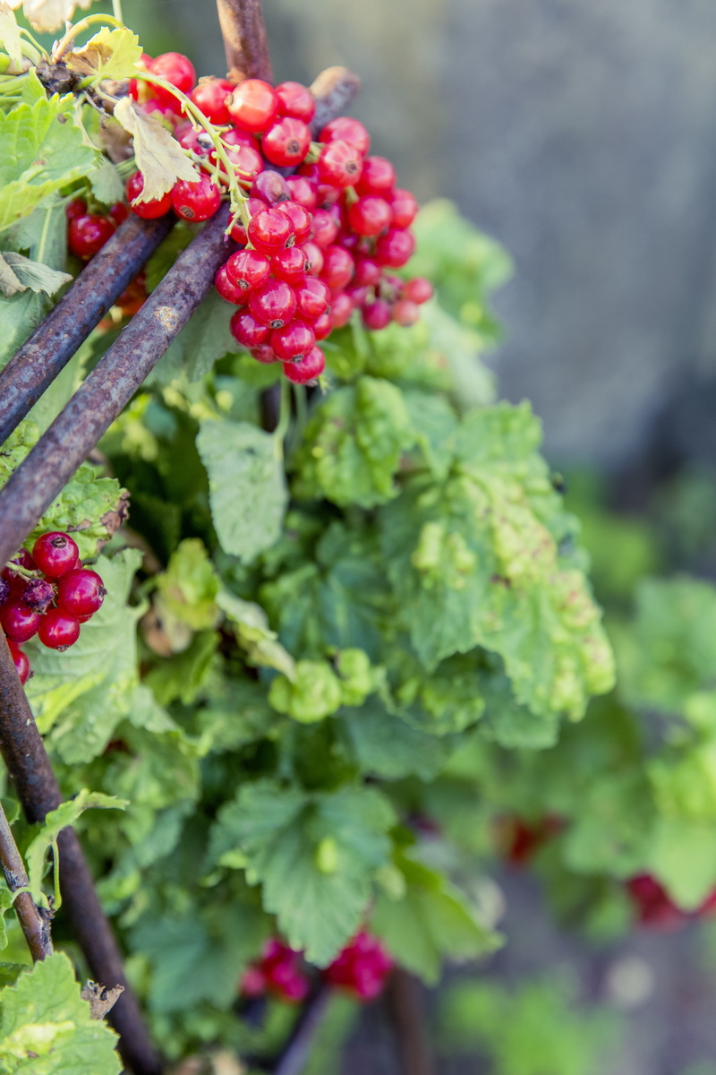 sweet, food and drink, self catering, red, plant part, fruit, focus on foreground, fruits, currants, food, nature, plant, green color, vegetable garden