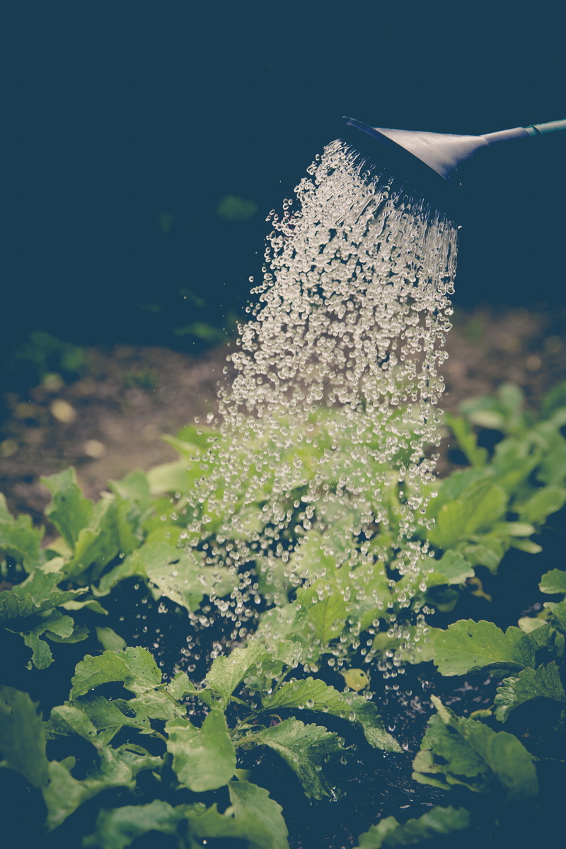 green Color, leaf, rural scene, close-up, agriculture, cultivation, plant part, day, watering, time, 5K, nature, urban guerrilla, lapsed, postal economy