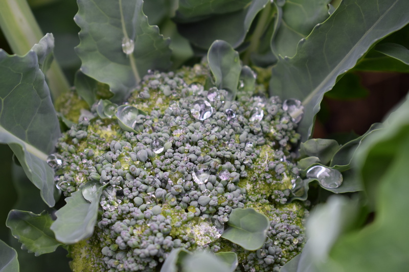 flower, plant part, green color, mature, flower head, harvest, no people, petal, nature, beauty in nature, Broccoli, close-up, day, leaf, plant, growth