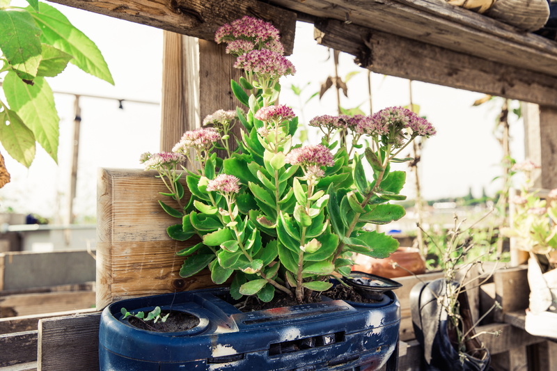 raised bed, vegetable garden, no people, bio, focus on foreground, potted, beauty in nature, cultivation, pink, sustainable, thanksgiving, plant part, nature