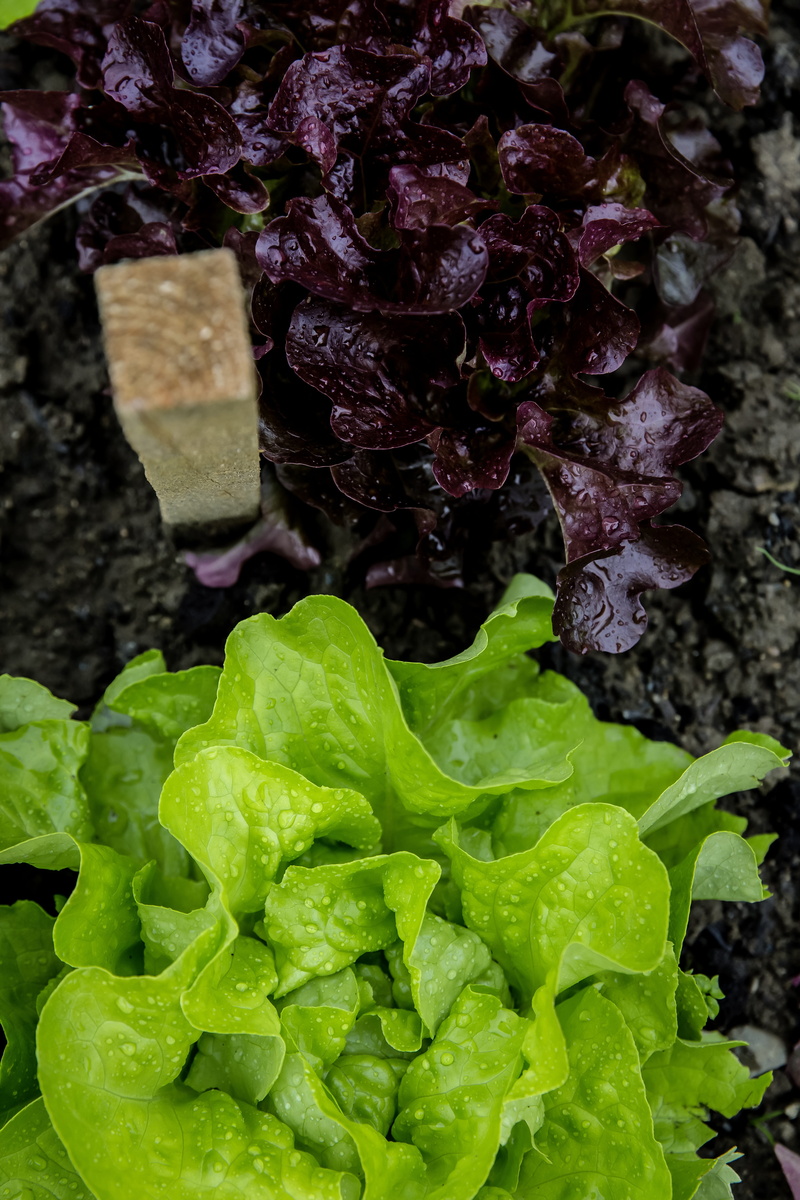 plant, self catering, vitamins, leaf, close-up, bed, vegetarian food, day, urban gardening, raw food, purple, leaf vegetable, raised bed, nature, vegetable