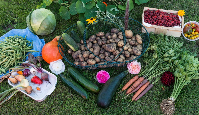 common beet, spice, onion, fruit, carrots, day, herb, potatoes, zucchini, autumn, food and drink, vegetable garden, healthy eating, harvest, freshness