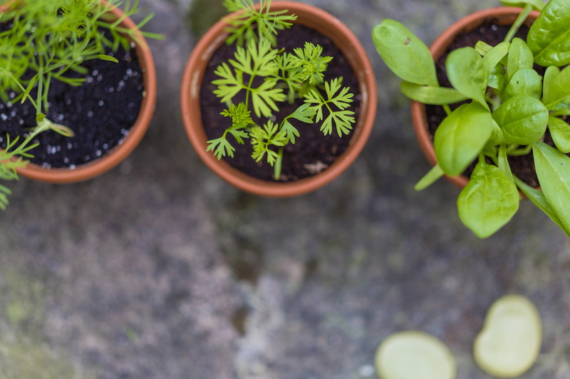 botany, rearing, directly above, outdoors, herb, high angle view, plant part, ripe, beauty in nature, succulent plant, potted plant, beginnings, leaf, bio