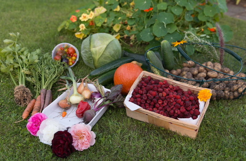 potatoes, raspberries, vegetables, cucumber, fruit, no people, celery, kohl, food and drink, self catering, outdoors, growth, vegetable garden, nature