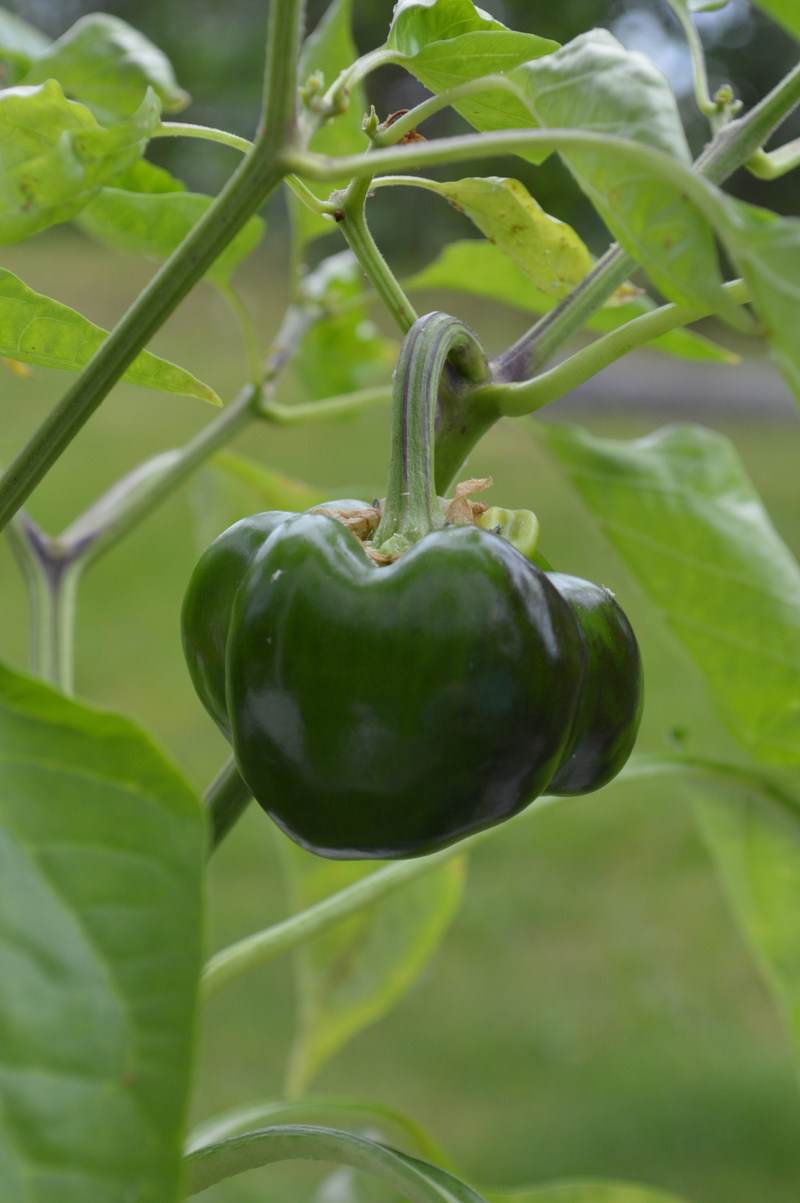 focus on foreground, agriculture, Greenhouse, fruit, plant, food and drink, leaf, no people, nature, grow, cultivation, Garden, food, freshness, Pepper