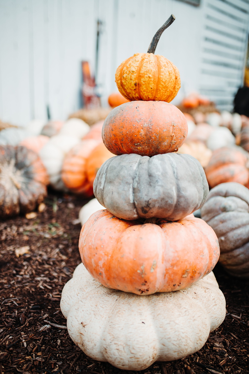 lot, thanksgiving, harvest, 5K, organic, pumpkin, food, nature, autumn, close-up, outdoors, bright, orange Color, holiday, yellow, vegetable, orange, gourd