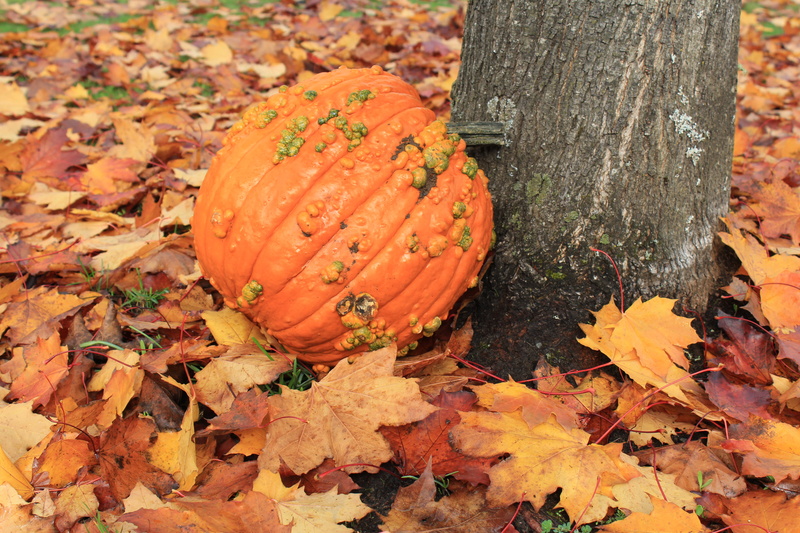 natural condition, change, plant, nature, plant part, style, background, food, autumn, food and drink, leaves, leaf, orange color, autumn collection