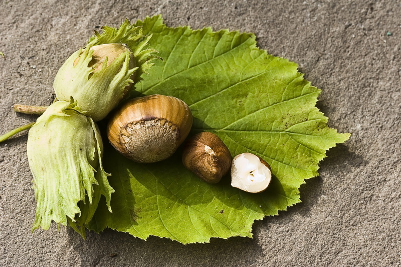 high angle view, freshness, acorn, macro, four, close-up, healthy, tree fruit, green Color, food And Drink, nature, eat, table, leaf, brown, green, 2K