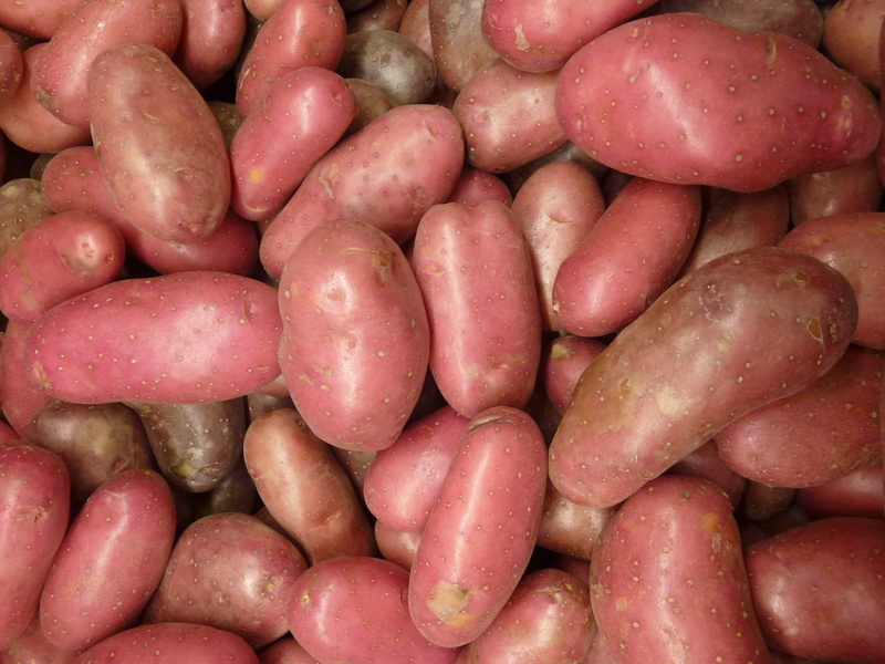 growing, abundance, market, retail, natural, wellbeing, organic, backgrounds, crop, food and drink, still life, tasty, sweet potato, greengrocer, dinner