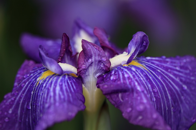 blue, USM, Canon EF, beauty In Nature, 5K, Iris  ensata, close up, resolution, blossom, f/2, Iris ensata, flowers, flower, binomial, petal, taxonomy, leaf
