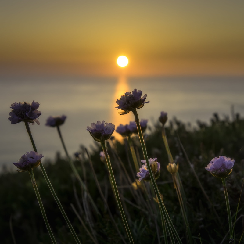 sunset, shallow focus, pruple, Thrift, field, cornwall, mine, water, summer, photography, plant, jones, grass, north, outdoors, campbell, beauty In Nature
