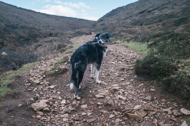 united kingdom, animal themes, 5K, dog, wheal coates, plant, mammal, outdoors, landscape, saint agnes, animal, outsdoors, pets, environment, day, domestic animals