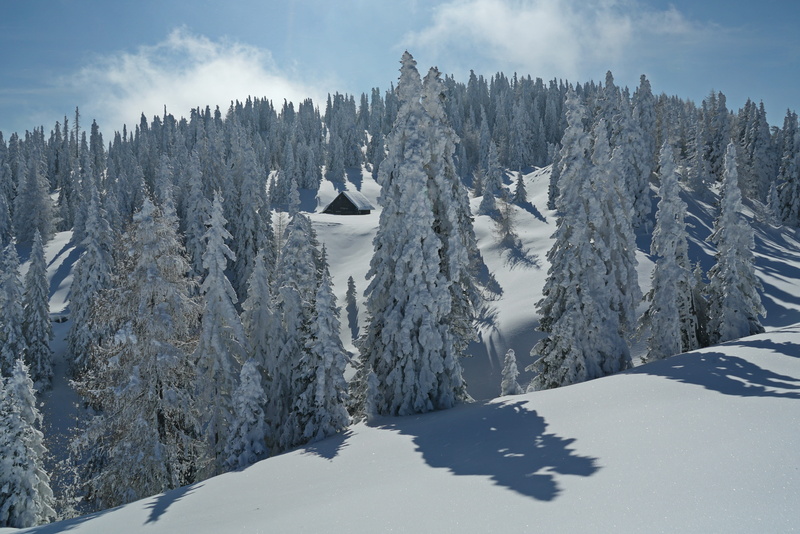 covering, 5K, coniferous tree, range, plant, snow, pine tree, cold temperature, snowcapped mountain, tree, no people, cloud - sky, day, mountain, sky