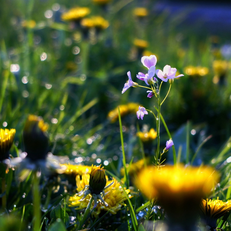 dandelions, outdoors, park, square, petaled, selective focus, plant, springtime, 2K, flower, nature, Purple flower, meadow, focus, format, selective, summer