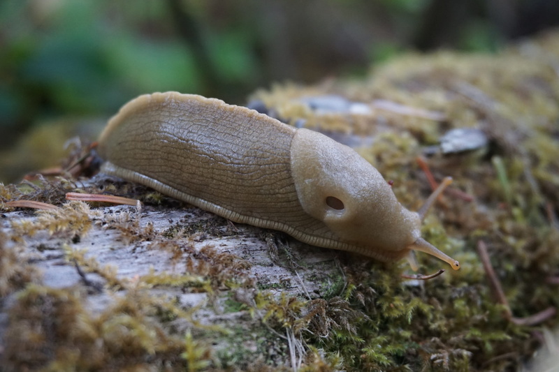 ariolimax, forest, animal themes, close up, close-up, land, slug, crawling, animal wildlife, 2K, poisonous, Wilderness, invertebrate, Banana Slug, day