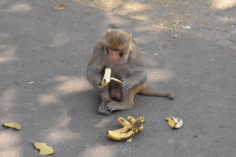 animal, high angle view, eating, ground, mammal, background, banana peel, wall, animal themes, grey, outdoors, peel, fruit, vertebrate, animal wildlife