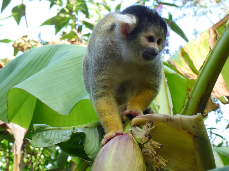 outdoors, mammal, day, close-up, 4K, vertebrate, primate, plant part, banana, branch, nature, healthy eating, focus on foreground, leaf, no people, plant