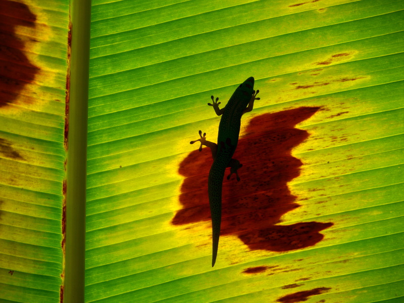 no people, close-up, one animal, plant, nature, animals in the wild, green color, invertebrate, shadow, banana leaf, animal wildlife, growth, plant part