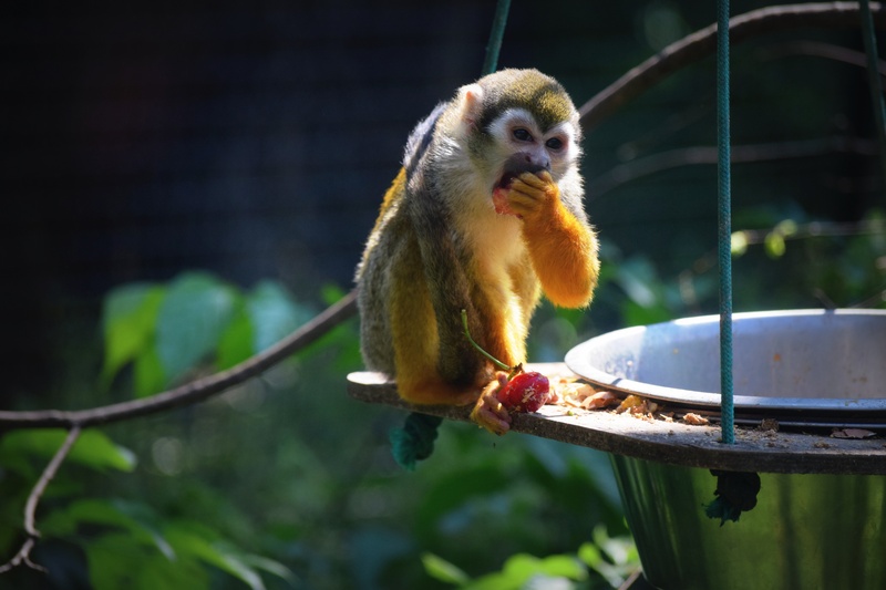 nature, zoo, fruit, day, focus on foreground, mammal, no people, banana, healthy eating, outdoors, vertebrate, eating, close-up, one animal, primate, animals in the wild