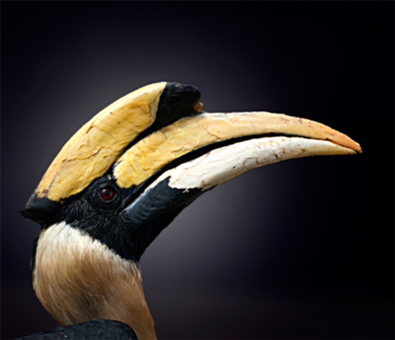 animal head, south africa, animal, close-up, profile view, animal body part, animals in captivity, animal world, beak, banana, black, raven bird, water bird