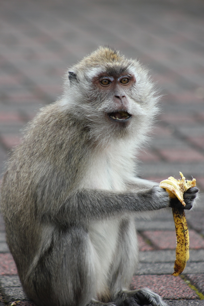 one animal, looking, animal family, day, mammal, wildlife, close-up, nature, looking away, vertebrate, animal, baboon, sitting, monkey, portrait, focus on foreground