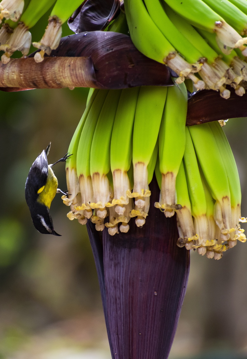 pen, animal themes, close-up, fruit, animals in the wild, colorful, one animal, branch, food and drink, vertebrate, animal wildlife, focus on foreground