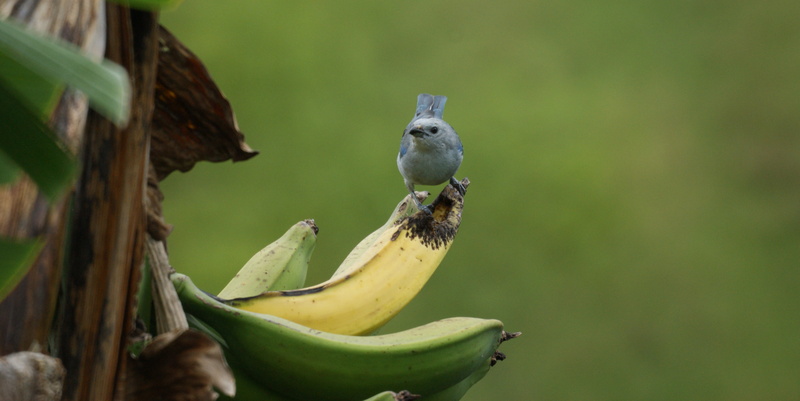 healthy eating, nature, tree, animal wildlife, food, food and drink, close-up, banana, animals in the wild, animal, 4K, one animal, fruit, vertebrate