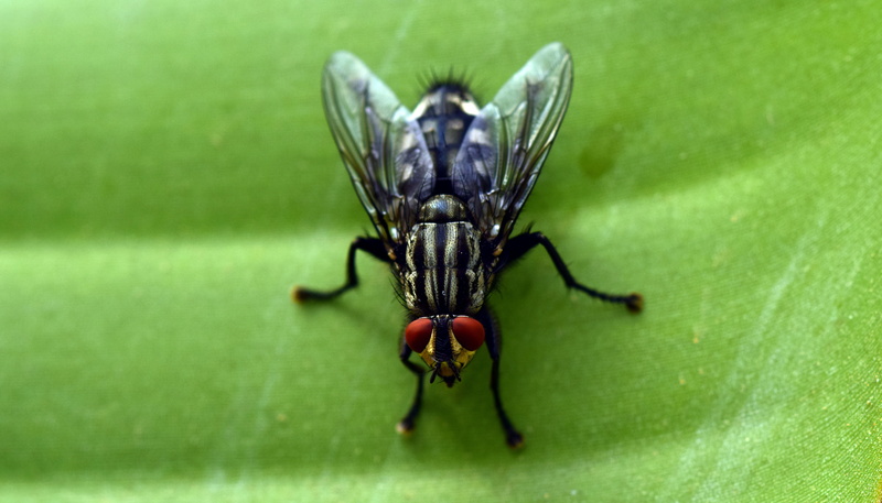day, 5K, invertebrate, Close, Compound Eyes, arthropod, close-up, nature, one animal, Fly, animal body part, macro, green color, full length, wildlife