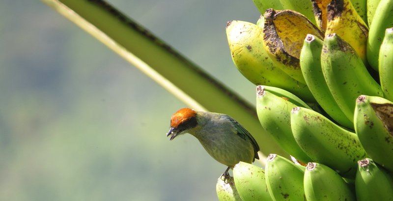 animal themes, 4K, ripe, animals in the wild, animal wildlife, animal, succulent plant, eating, plant, beauty in nature, healthy eating, freshness, cactus
