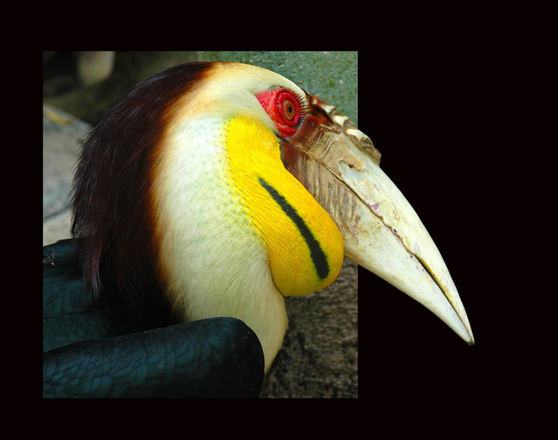 one animal, animal themes, vertebrate, frame, bird, day, yellow, banana, close-up, tropical bird, animal, fruit, animal head, animals in the wild, no people