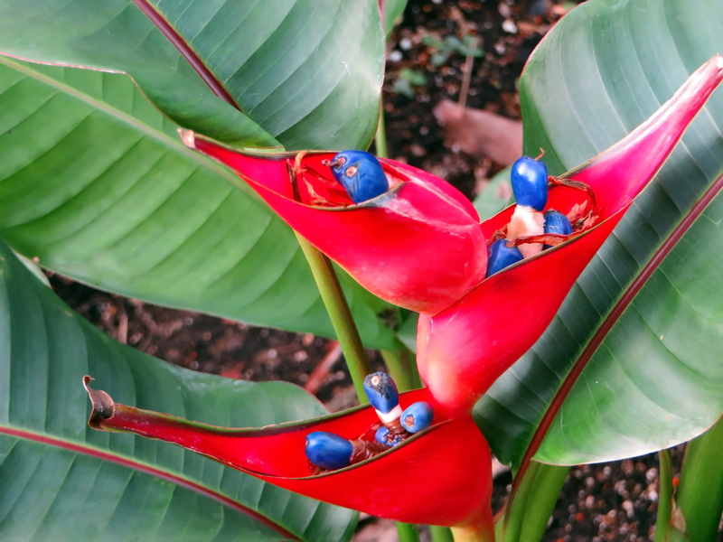red flower, petal, growth, leaves, green color, beauty in nature, summer, no people, banana, close-up, nature, focus on foreground, tropical Climate, tropic