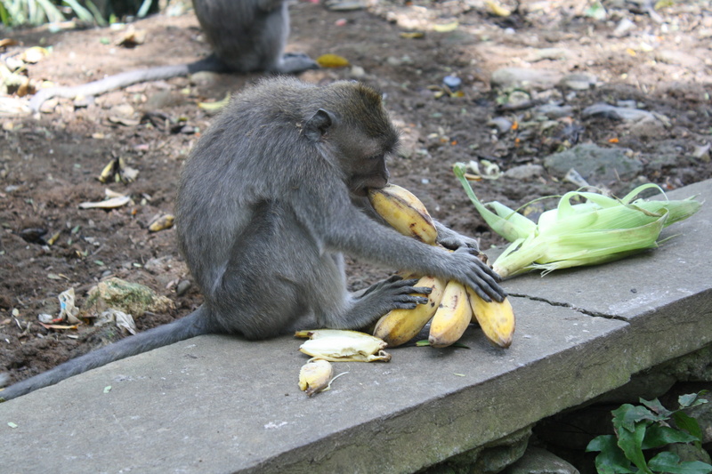day, animal, healthy eating, animals in the wild, banana peel, animal family, monkey forest, banana, fruit, peel, no people, eating, indonesia, vertebrate
