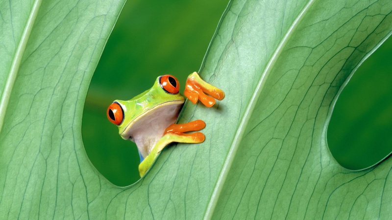 leaf, banana leaf, animal themes, outdoors, day, food and drink, amphibian, animal wildlife, close-up, freshness, no people, plant, green frog animals amphibian leaves red eyed tree frogs