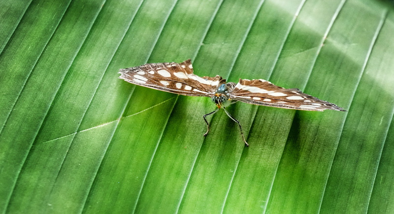 animal, leaves, 4K, animal wildlife, butterfly - insect, plant part, insect, one animal, wingspan, green color, no people, banana leaf, animal wing, butterfly
