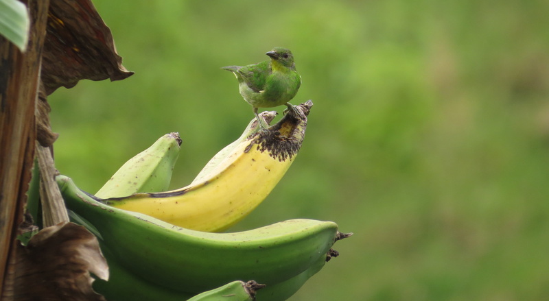 quindio, bird, vertebrate, tree, animal, focus on foreground, food and drink, no people, close-up, green color, food, animals in the wild, outdoors, 4K