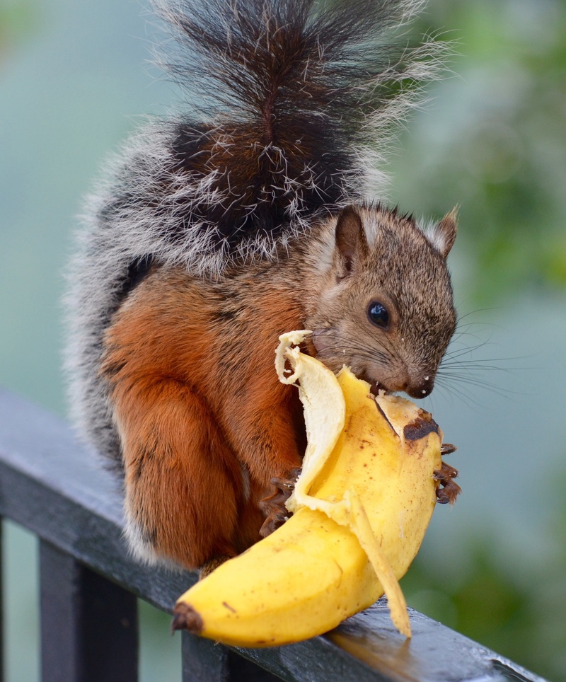 animal themes, nature, animals in the wild, 2K, day, mammal, vertebrate, animal, rodent, bushy, food, close-up, eating, holding, fruit, wildlife, rodent tail