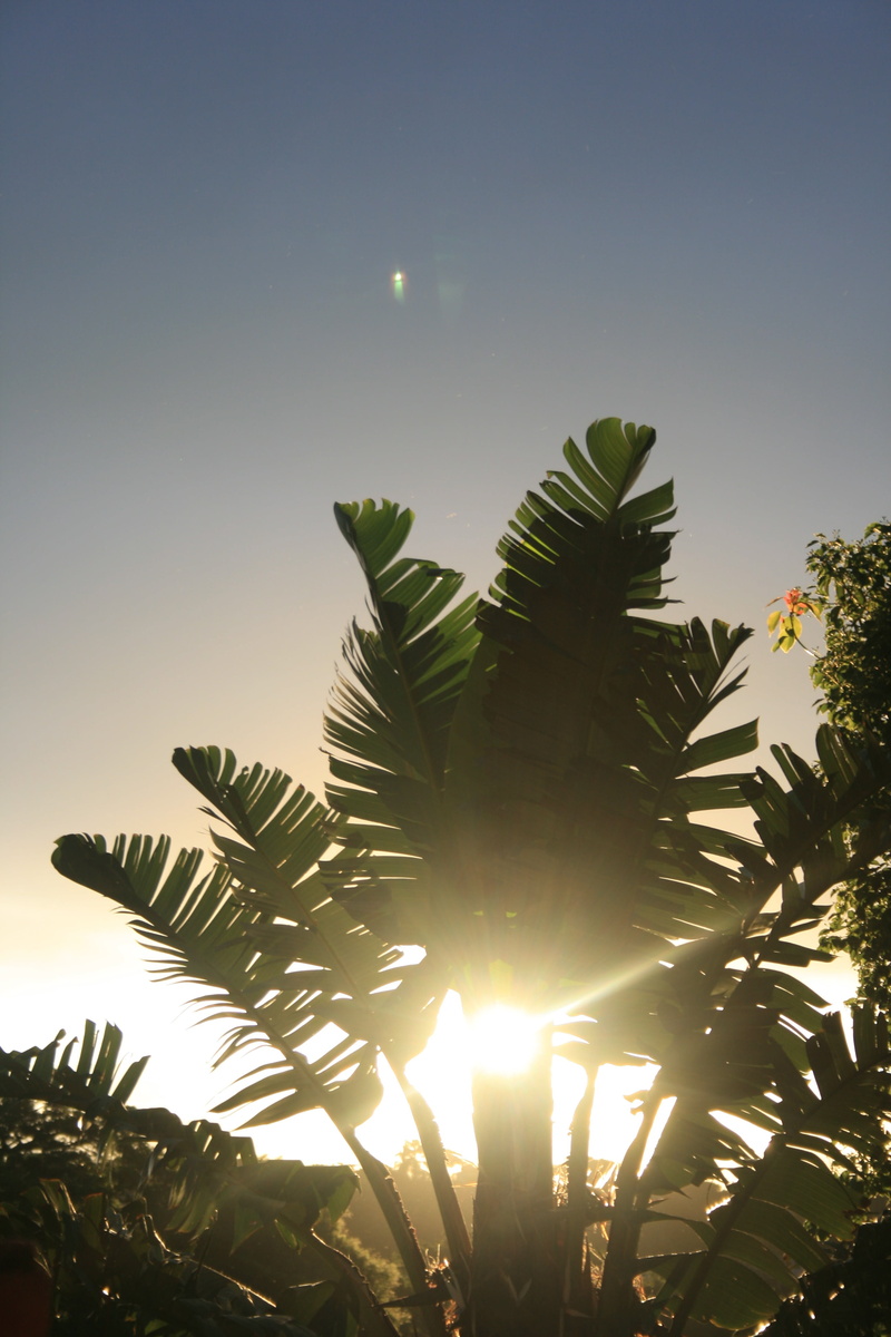 low angle view, tranquility, tropical climate, branches, palm tree, sky, bright, sun, growth, plant, tree, lens flare, environment, scenics - nature, plant part