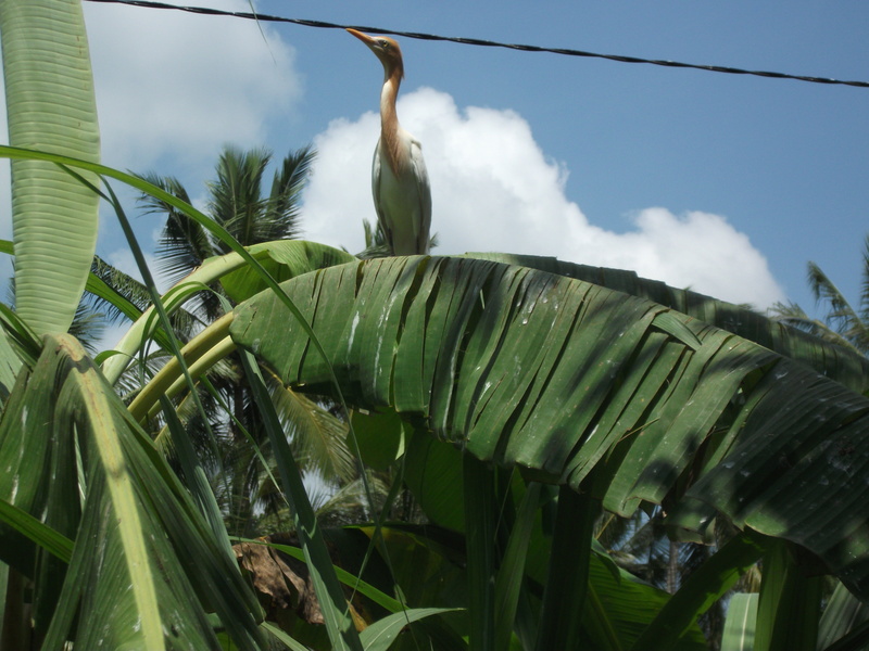 banana leaf, plant part, leaf, tropical, day, low angle view, animal wildlife, green color, bali, outdoors, vacation, plant, tourism, sky, banana, palm leaf