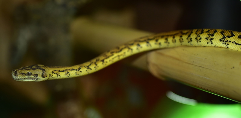 poisonous, focus on foreground, banana, australia, close, 4K, animals in the wild, constrictor, scale, animal wildlife, warning sign, stealth, nature