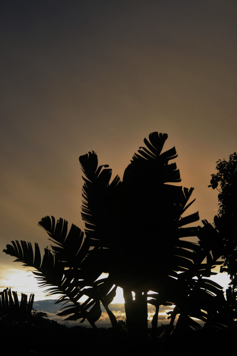 back Lit, Wild Banana, animal, low angle view, beach, sub tropic, silhouette, nature, palm Tree, summer, plant, beauty in nature, outdoors, vertebrate