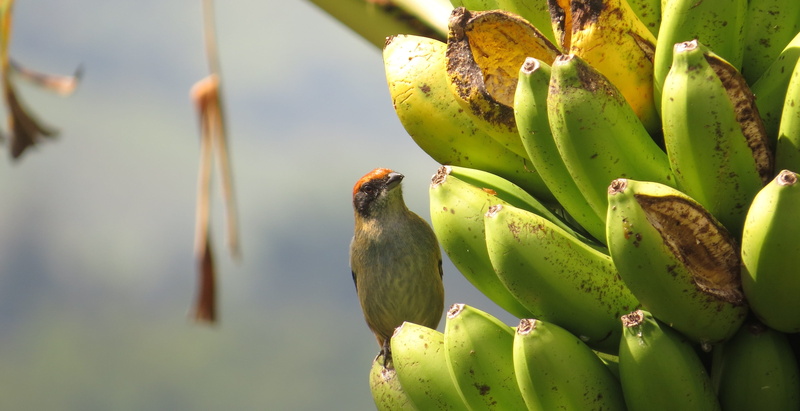 animal wildlife, animal, wellbeing, food and drink, plant, healthy eating, vertebrate, bird, banana, armenia, animals in the wild, day, Nature, no people