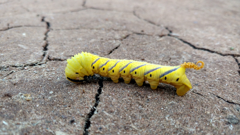 close-up, insect, nature, worm, no people, 5K, day, invertebrate, animal, fruit, yellow, food, animals in the wild, larva, animal wildlife, butterfly - insect