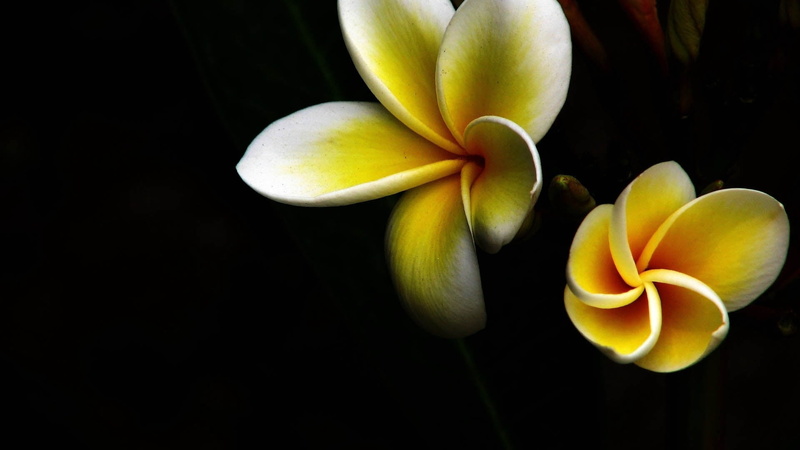 inflorescence, macro, fragility, summer, close, photography, flower, frangipani, plumeria, dark, copy space, bali, nature, vulnerability, sub-tropical Climate