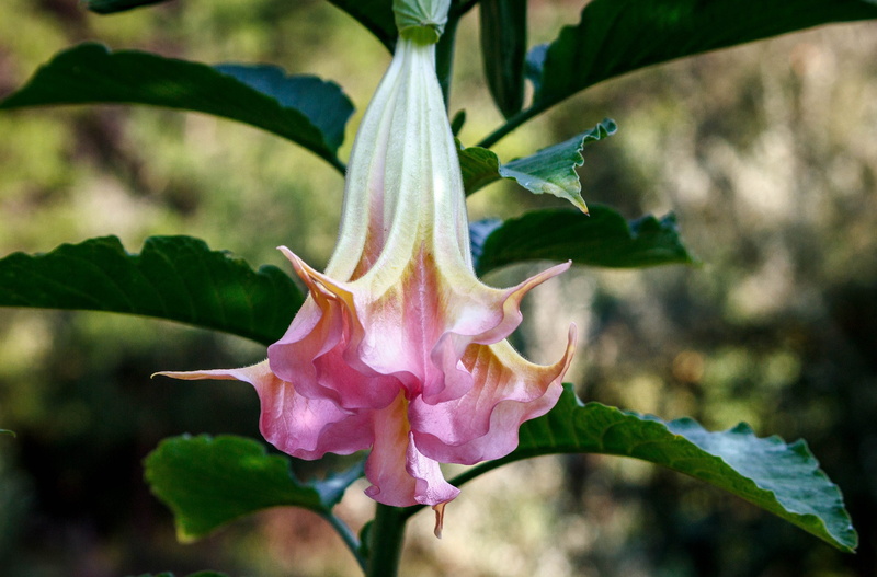 sepal, toxic, angels trumpet, brugmansia, datura, trumpet, petal, botany, plant, 4K, solanacea family, ornamental plant, focus on foreground, pollen, flowering plant